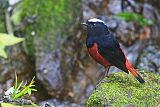 White-capped Redstart